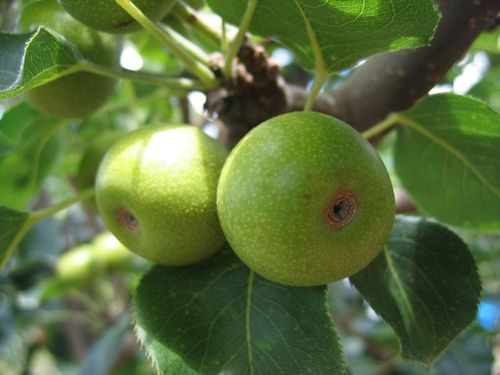 Quả sung. Theo nghiên cứu gần đây, các dưỡng chất có trong quả sung là những dưỡng chất cần thiết cho cơ thể người mẹ giúp tạo sữa hiệu quả. Quả sung và lá non được xem là rất tốt cho sản phụ. Theo Đông y sung là quả có vị ngọt, hơi chát, tính mát, ngoài tác dụng giúp lợi sữa, sung còn giúp thông huyết, lợi tiểu, tiêu viêm và sát trùng.