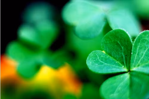 Ngoài ra, từ lâu, các nhà khoa học cũng thừa nhận khả năng đậu nành, cỏ linh lăng, cỏ ba lá đỏ có thể giúp tăng kích thước núi đôi bằng cách nâng cao mức estrogen.