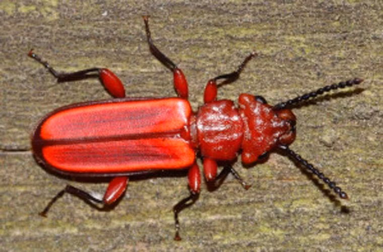 Son môi từ bọ cánh cứng, đất sét. Màu đỏ của son được tạo thành từ nhiều thành phần, như các loại thực vật có màu đỏ, bọ cánh cứng, hay thậm chí từ máu động vật. Hợp chất màu đỏ được để thấm vào một loại giấy hoặc một loại lá đặc biệt, và làm thành một tệp. Khi cần tô son đỏ, người phụ nữ sẽ nhẹ nhàng ngậm môi vào tờ giấy này để màu đỏ lan sang môi.