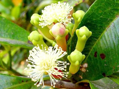 Đinh hương: các tinh dầu của đinh hương gây ra các cơn co thắt tử cung.