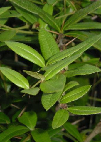 Cây hoàng liên gai: Kích thích các cơn co thắt tử cung và có thể dẫn đến sẩy thai.