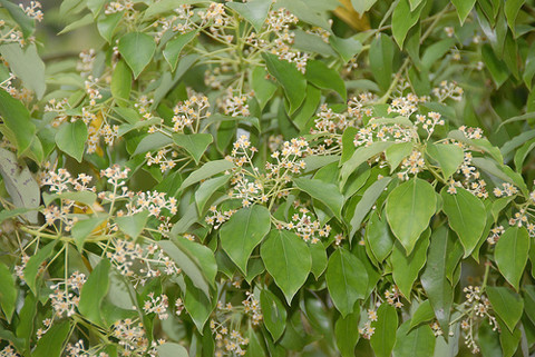 Cây long não: là một chất kích thích co thắt tử cung.