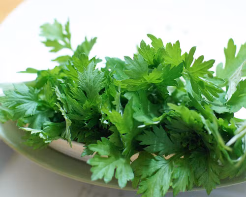 Cây cúc ngải: dẫn đến các cơn co thắt tử cung và dị tật bẩm sinh.