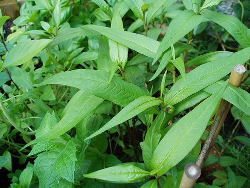 Rau răm: Khi mang thai, các bà bầu thường ăn trứng vịt lộn với một ít rau răm hàng ngày, điều này rất tốt cho thai nhi. Nhưng nếu chị em lại lạm dụng và ăn quá nhiều rau răm thì lúc này mọi chuyện lại hoàn toàn khác. Ăn nhiều rau răm có thể làm mất máu và co thắt tử cung ở phụ nữ mang thai và dẫn đến hiện tượng sảy thai.