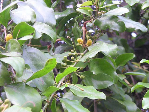 Tầm gửi: có hoá chất độc hại xâm nhập vào nhau thai.