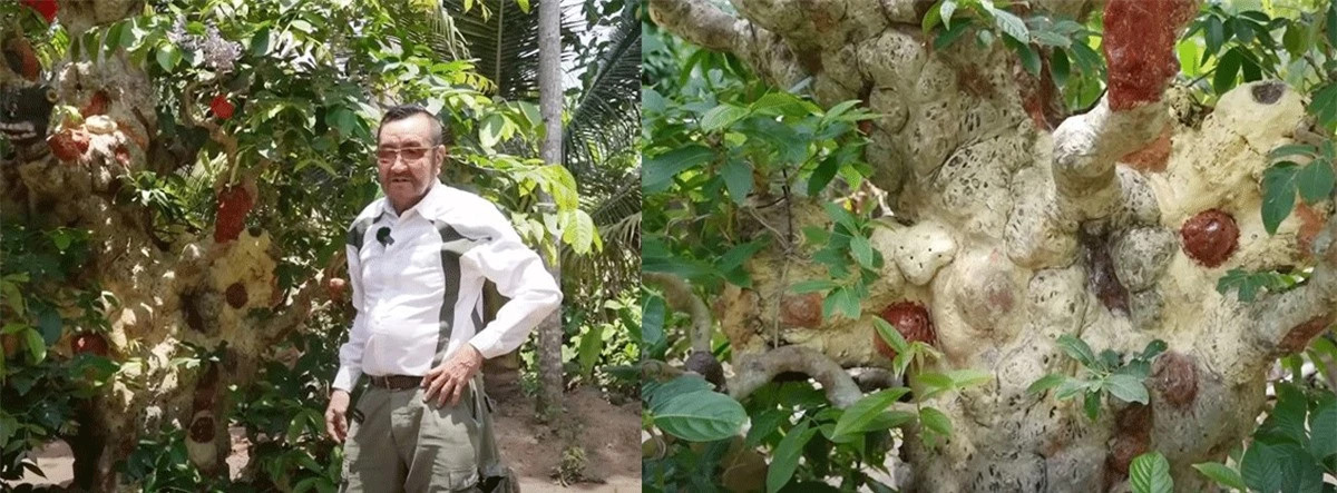 Cây cảnh có hình dáng tựa ‘cây đèn thần’ duy nhất ở Việt Nam Cay canh co hinh dang tua ‘cay den than’ duy nhat o Viet Nam