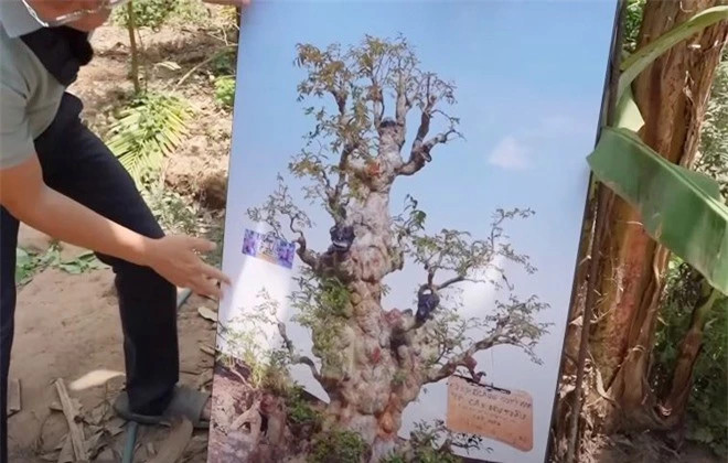 Cây cảnh có hình dáng tựa ‘cây đèn thần’ duy nhất ở Việt Nam - Hình 2 Cay canh co hinh dang tua ‘cay den than’ duy nhat o Viet Nam-Hinh-2