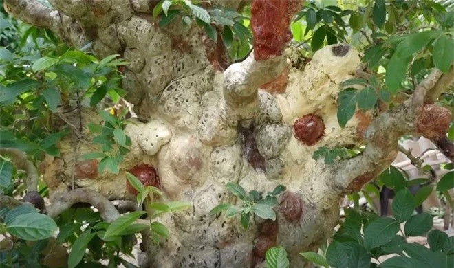 Cây cảnh có hình dáng tựa ‘cây đèn thần’ duy nhất ở Việt Nam - Hình 4 Cay canh co hinh dang tua ‘cay den than’ duy nhat o Viet Nam-Hinh-4