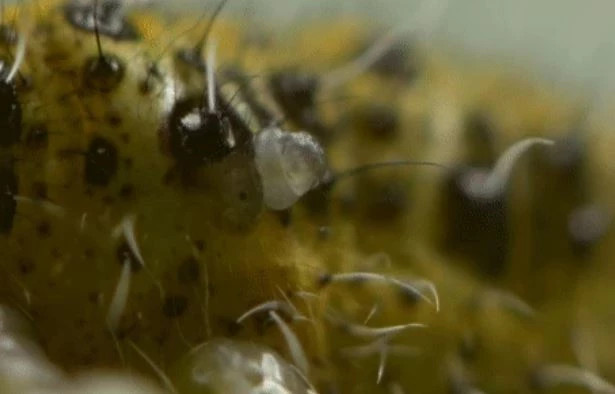 Sau buom duc khoet la cay va ket cuc bi loai ong nay duc khoet