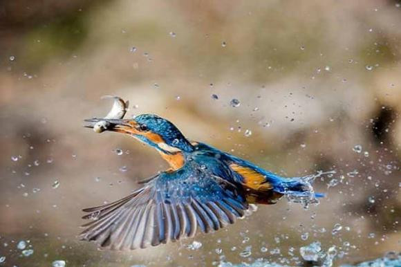'Chim sa tan noi khong bat, ca nhay tan bo khong an' la vi sao?-Hinh-2