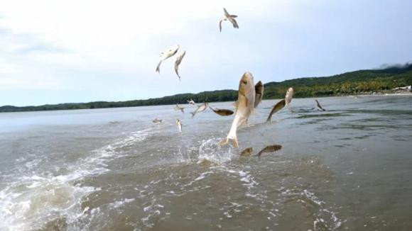 'Chim sa tan noi khong bat, ca nhay tan bo khong an' la vi sao?-Hinh-3