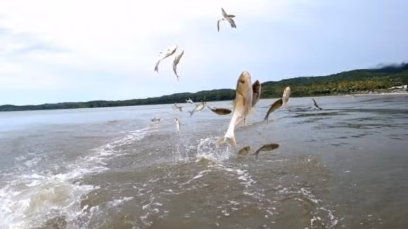 'Chim sa tan noi khong bat, ca nhay tan bo khong an' la vi sao?-Hinh-3