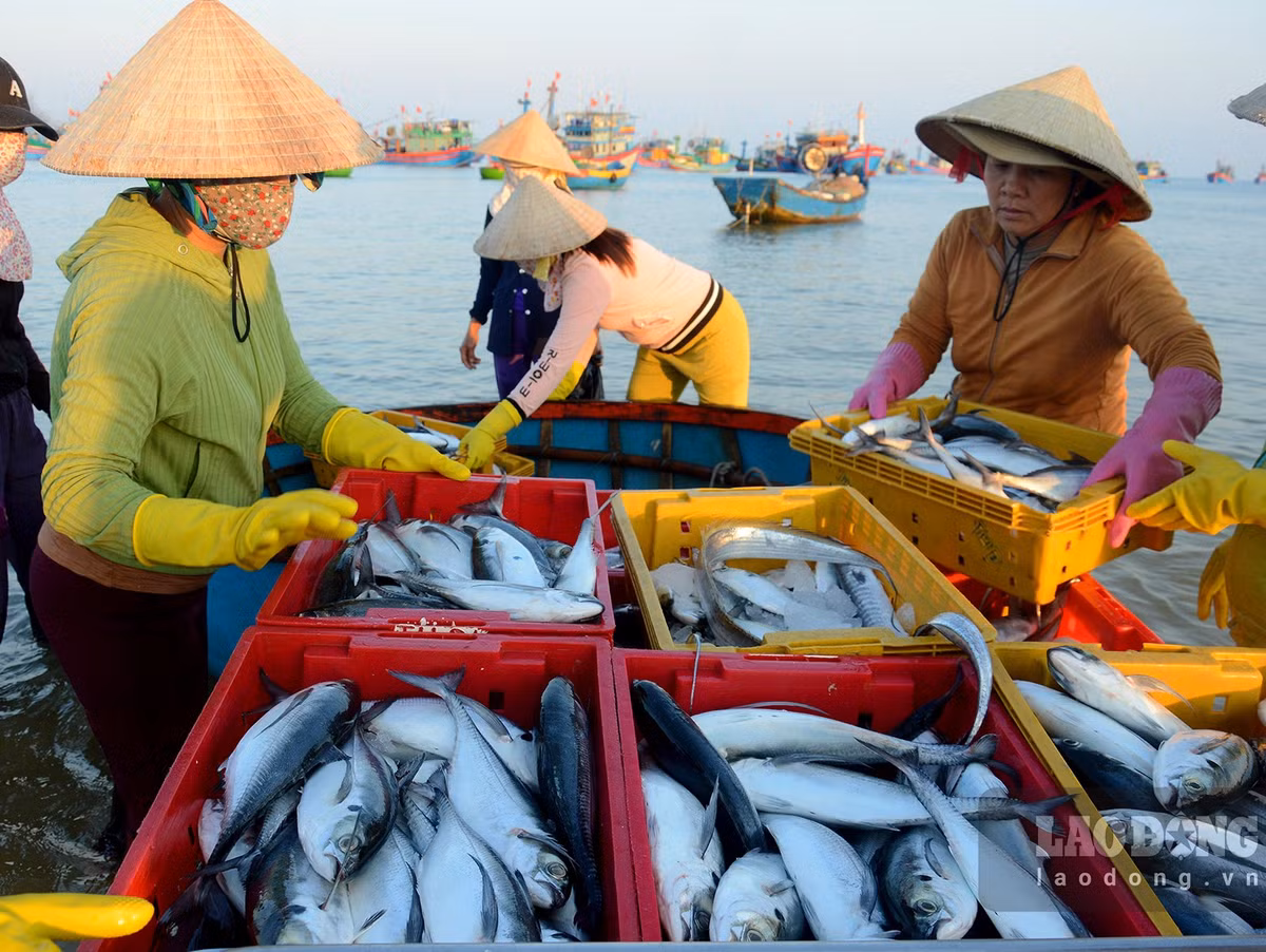 Cho lang bien o Quang Ngai, tren troi anh binh minh-Hinh-4