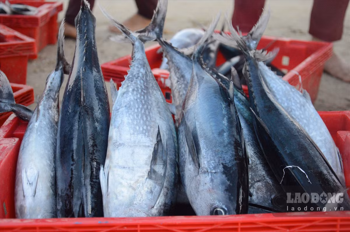 Cho lang bien o Quang Ngai, tren troi anh binh minh-Hinh-6