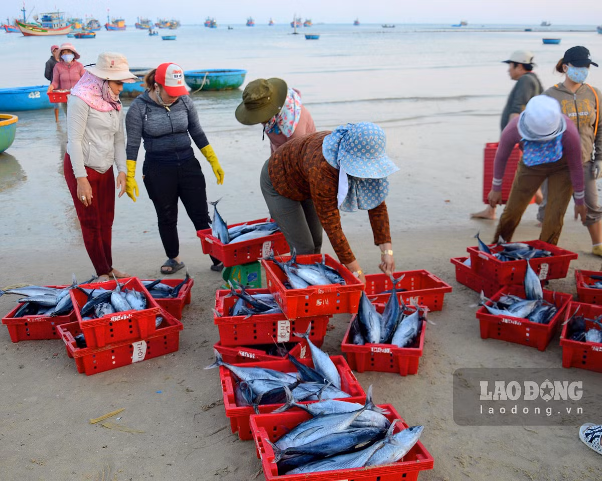 Cho lang bien o Quang Ngai, tren troi anh binh minh-Hinh-5