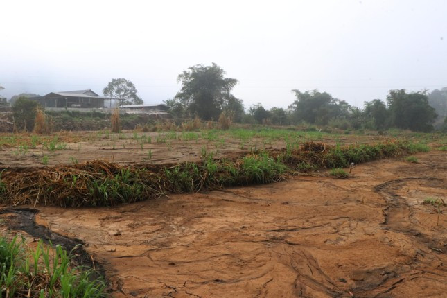 Không chỉ gây ô nhiễm không khí, bã dong riềng thải trực tiếp xuống các ao, vườn mà không dùng bạt chắn khiến nước chưa qua xử lý rò rỉ xuống suối.