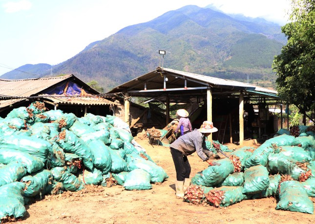 Huyện Tam Đường có gần 10 cơ sở chế biến củ dong riềng để lấy tinh bột. Trung bình mỗi ngày, một cơ sở chế biến khoảng hơn 10 tấn củ dong.