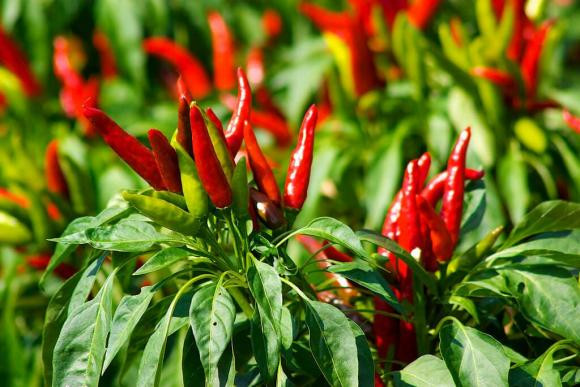 Trong ot dung chi tuoi nuoc la, hoc ngay meo khien ot sai triu canh