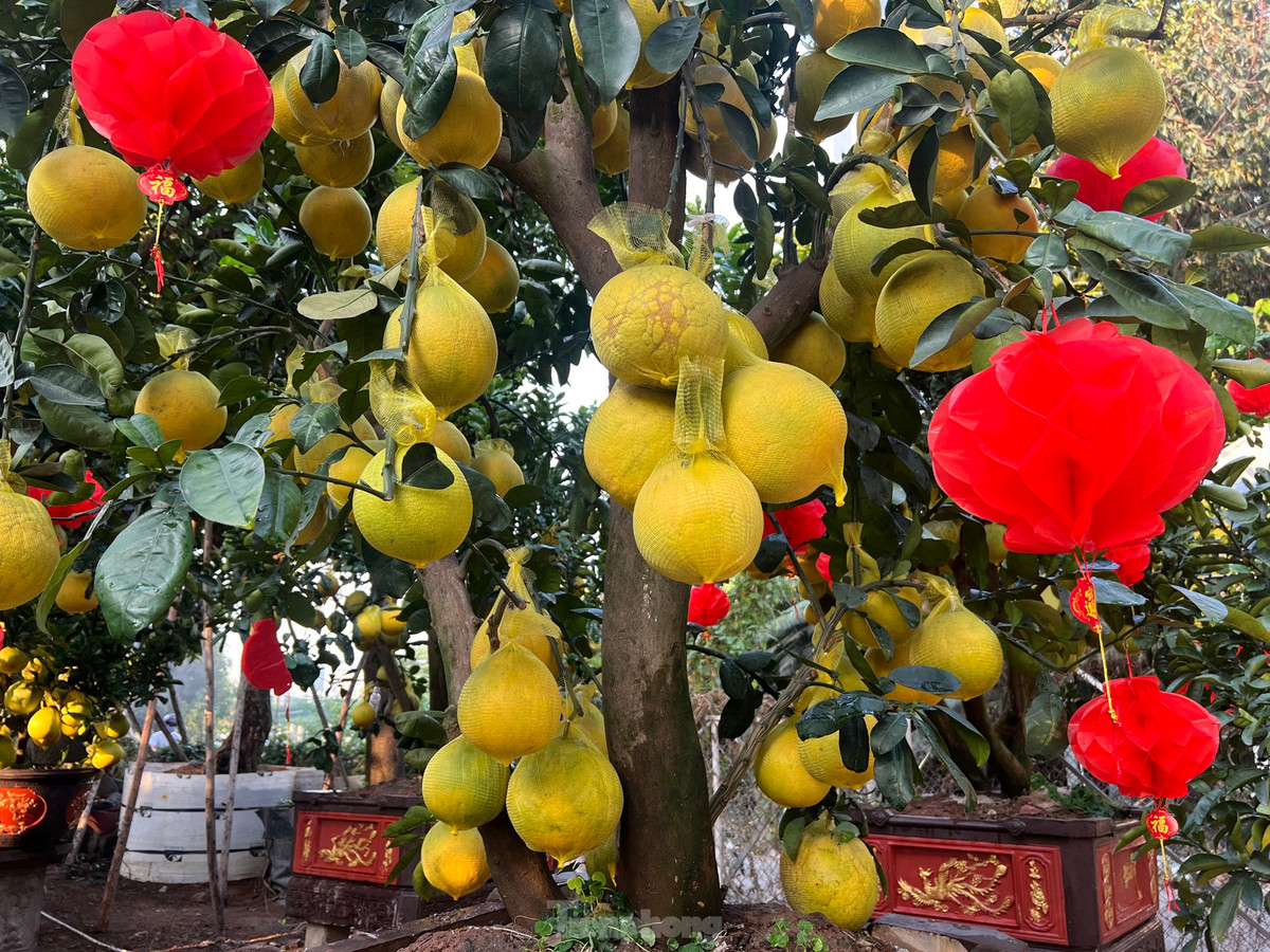 Vài ngày qua, các nhà vườn chuyên kinh doanh cây kiểng trên đường Mai Chí Thọ (TP Thủ Đức, TPHCM) đã bắt đầu nhập những chậu bưởi Diễn.