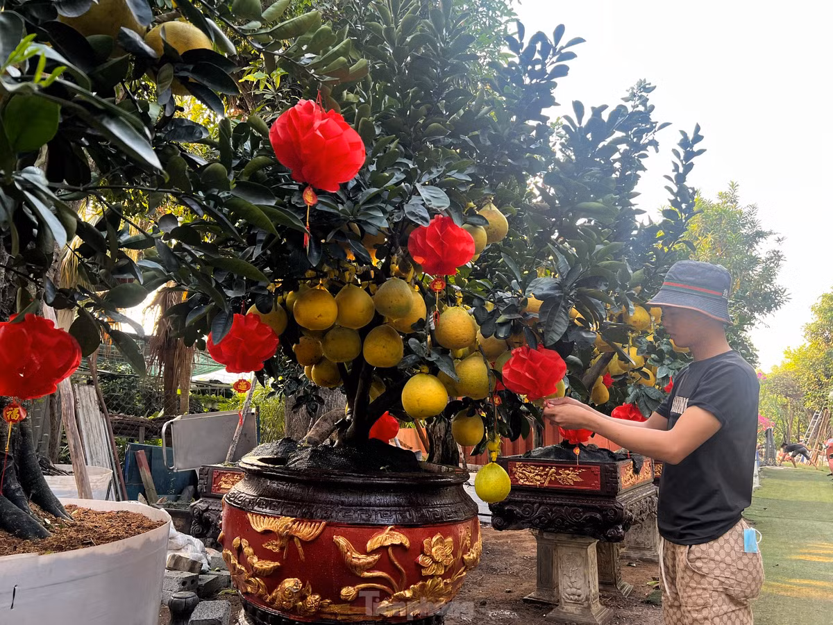 Theo tìm hiểu, bưởi Diễn được trồng ở nhiều địa phương phía Bắc như Hưng Yên, Phú Thọ, Bắc Giang, Thái Nguyên… Do bưởi Diễn nhiều trái tròn, sum xuê mang ý nghĩa đủ đầy, sung túc, đem lại nhiều may mắn cho gia chủ trong năm mới nên được dân chơi kiểng rất ưa chuộng.