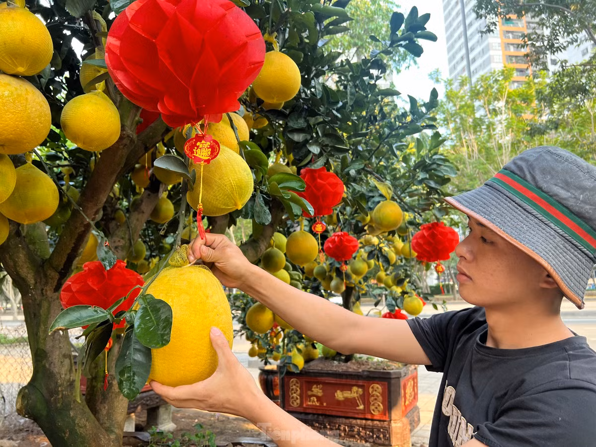 Cẩn thận kiểm tra từng quả bưởi, nhặt lá khô, tỉa tót lại từng nhánh cây rồi thắt thêm chiếc nơ đỏ, câu chúc Tết lên cành bưởi, chủ vườn Thanh Giang chia sẻ: Bưởi Diễn có nhiều phân khúc giá để khách chọn lựa. Cụ thể, bưởi cỡ nhỏ có giá bán từ 3 - 4 triệu đồng/chậu, tầm trung có giá từ 10 - 30 triệu đồng/chậu. Còn chậu lớn có giá 50 - 60 triệu đồng/chậu.