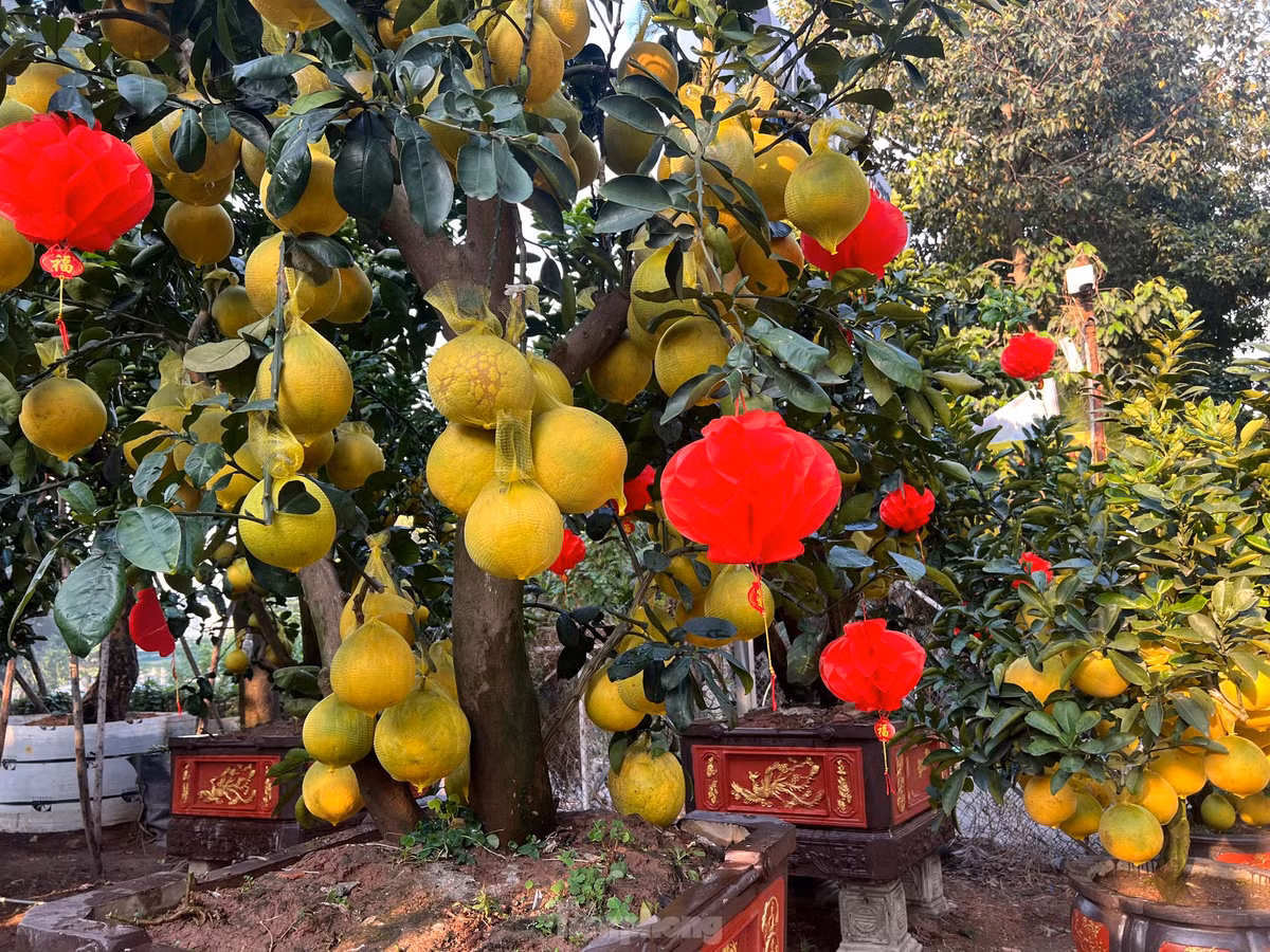 Những cây bưởi Diễn nhuộm vàng cả đoạn đường.