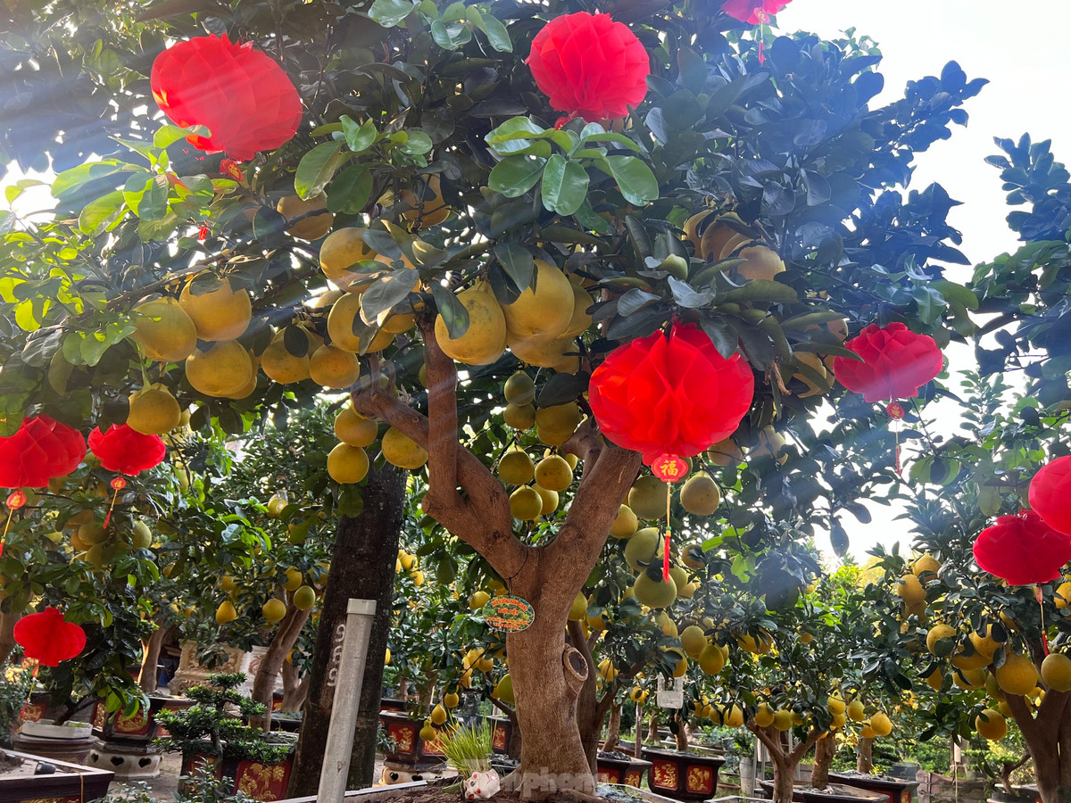 “Dù năm nay chi phí vận chuyển, nhân công, giá xăng dầu đều tăng nhưng giá mỗi cây bưởi Diễn chơi Tết không tăng, thậm chí còn giảm. Nếu khách không mua thì vẫn có thể thuê cây chơi Tết, giá chỉ khoảng 50% giá bán, thời gian cho thuê đến hết rằm tháng Giêng” – chủ vườn nói.