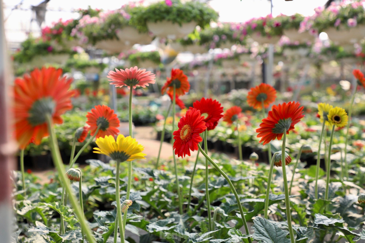 Những bông hoa đồng tiền đa màu sắc, tô điểm thêm khung cảnh thanh bình ở làng hoa Xuân Quan.