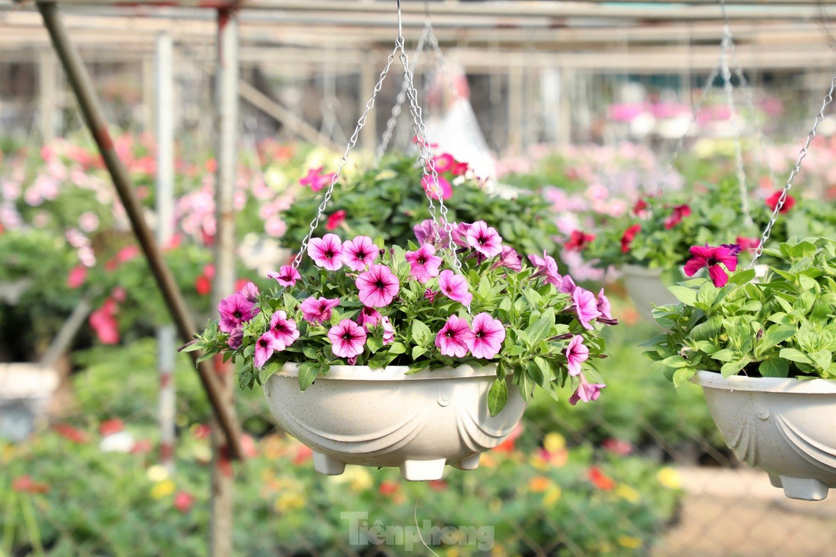 Những chậu hoa dạ yến thảo đủ màu sắc sặc sỡ, đung đưa dưới thời tiết nắng hanh hao của mùa đông. Loại hoa bình dân như dạ yến thảo được nhiều khách lựa chọn vì vừa đẹp, vừa rẻ lại chơi được lâu. Mỗi chậu hoa dạ yến thảo có giá từ 60.000 đồng.