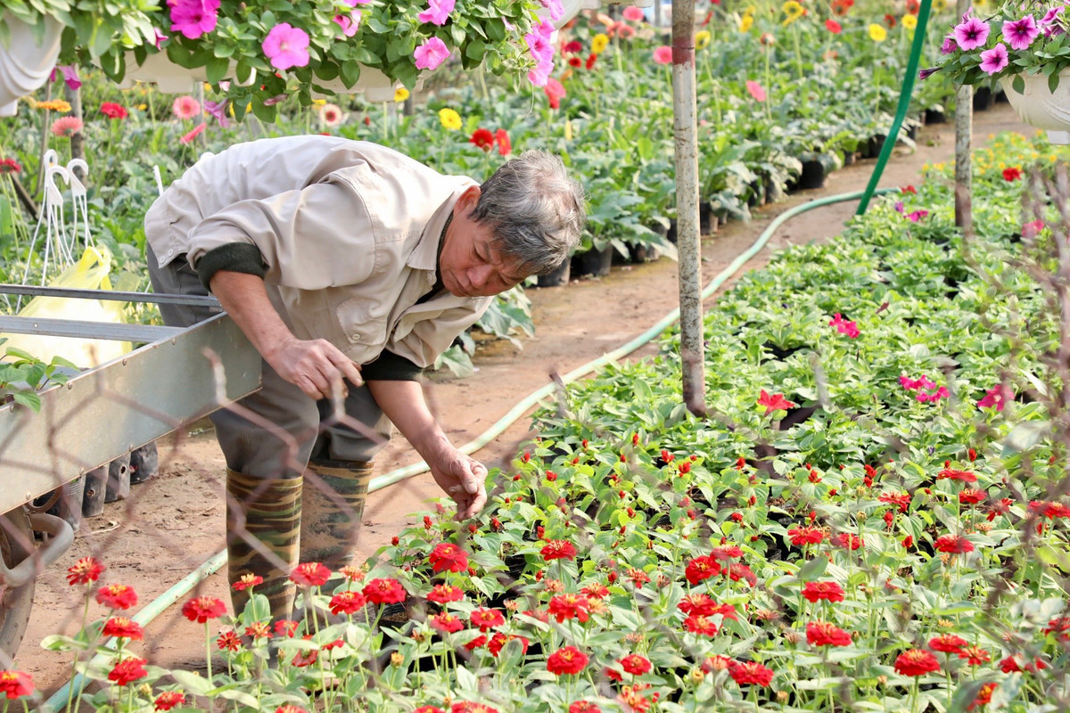 Các nhà vườn tất bật chăm sóc hoa phục vụ thị trường hoa Tết Nguyên đán Giáp Thìn đang đến gần.