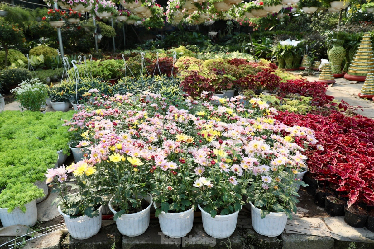 Làng hoa Xuân Quan trồng rất nhiều loại hoa, từ sản xuất trong nước đến nhập khẩu từ nước ngoài. Nổi tiếng hơn cả là các loại hoa dạ yến thảo, cúc, pháo hoa, đồng tiền, ngọc thảo, phong lữ,...