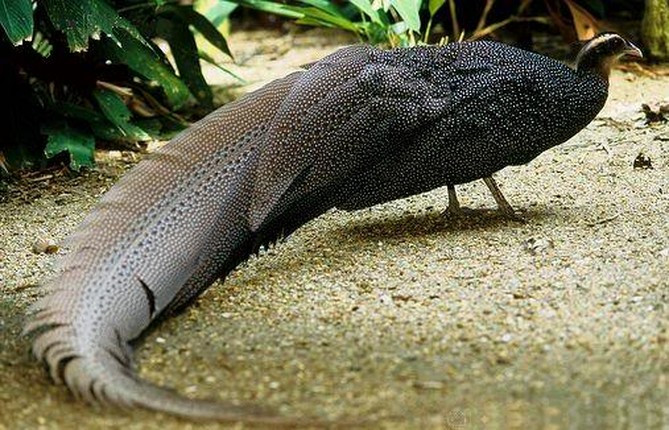 Trĩ sao trống có đuôi dài gần tới 2 mét và nó từng được coi là các lông vũ dài nhất trong số các loài chim sống hoang dã. Trĩ sao mái có vẻ ngoài gần tương tự con trống, khác biệt là mào và đuôi ngắn hơn. Nguồn: Wikipedia.