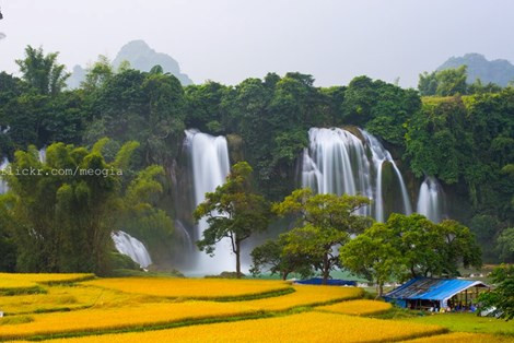 Những cánh đồng lúa chín ươm vàng dưới dòng thác trắng xóa tạo nên bức tranh nên thơ trữ tình.