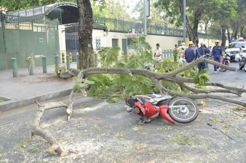 Hiện trường sự cố cây xanh gãy nhánh đè 2 người trọng thương trên đại lộ Lê Duẩn, TP HCM.