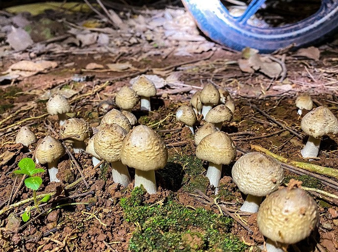 Loai nam dac san moc tu to moi co gia 1,5 trieu dong/kg-Hinh-6