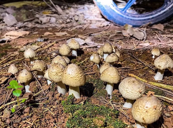 Loai nam dac san moc tu to moi co gia 1,5 trieu dong/kg-Hinh-6