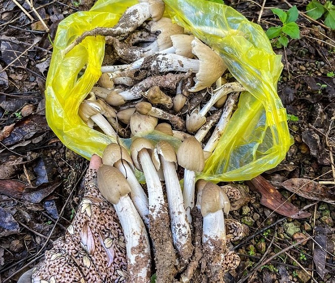 Loai nam dac san moc tu to moi co gia 1,5 trieu dong/kg-Hinh-5