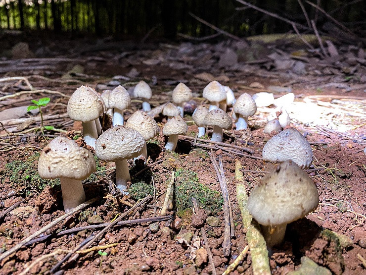 Loai nam dac san moc tu to moi co gia 1,5 trieu dong/kg-Hinh-2