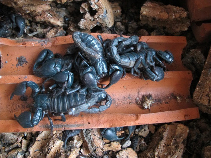 Loài này không có xương, được tìm thấy ở khắp nơi trên thế giới. Tất cả các loài bọ cạp đều có nọc độc và chúng sử dụng nọc độc để làm tê liệt, giết chết con mồi, và còn tự vệ.