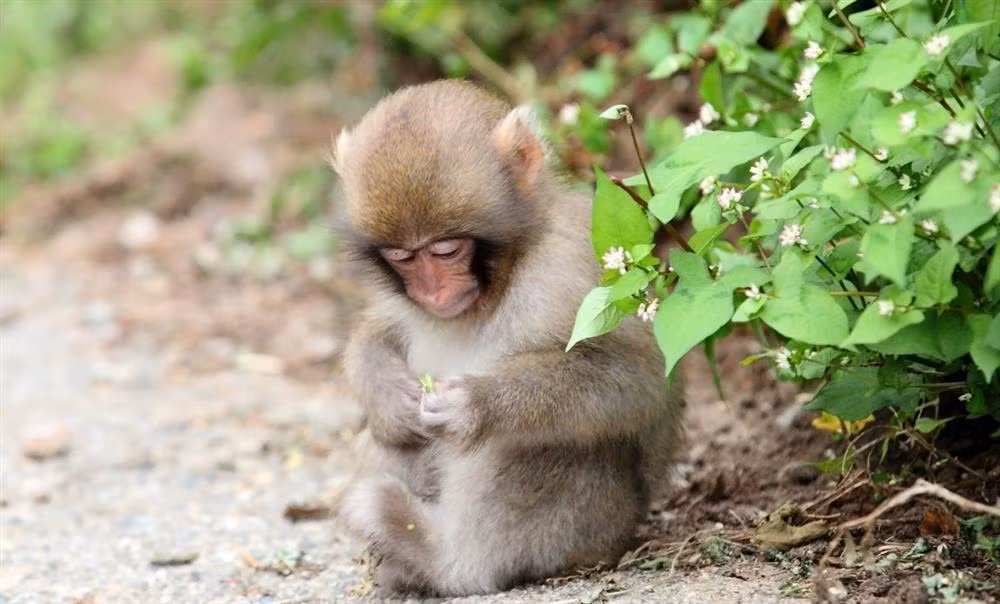 Bên cạnh đó, trước mắt tuổi Thân bây giờ là một cánh cửa tài vận đang mở rộng, chỉ cần phát huy hết tiềm năng của mình, họ có thể trở thành đại gia trong năm nay. Trong thời gian từ giờ đến cuối năm nay, tuổi Thân sẽ gặp được nhiều may mắn.