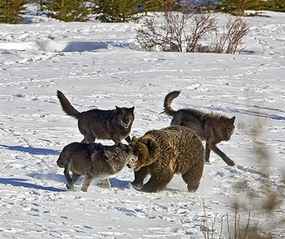 Gau nau nang 150kg co the chan duoc su tan cong cua 9 con soi xam?-Hinh-4