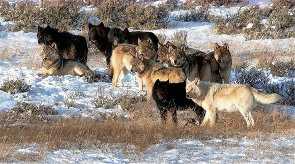 Gau nau nang 150kg co the chan duoc su tan cong cua 9 con soi xam?-Hinh-2