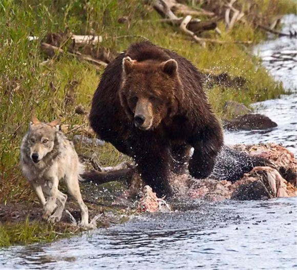 Gau nau nang 150kg co the chan duoc su tan cong cua 9 con soi xam?-Hinh-3