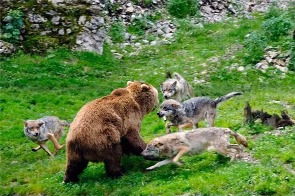 Gau nau nang 150kg co the chan duoc su tan cong cua 9 con soi xam?