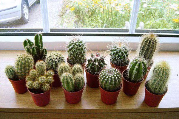 br/> Nhà có nhiều chậu cây cảnh có gai nhọn. Việc trồng cây xanh trong nhà rất tốt cho tài lộc, giúp thay đổi vận khí. Tuy nhiên, nếu bạn muốn trồng cây xanh hút lộc, nhớ tránh trồng những loại cây sắc nhọn, có gai.