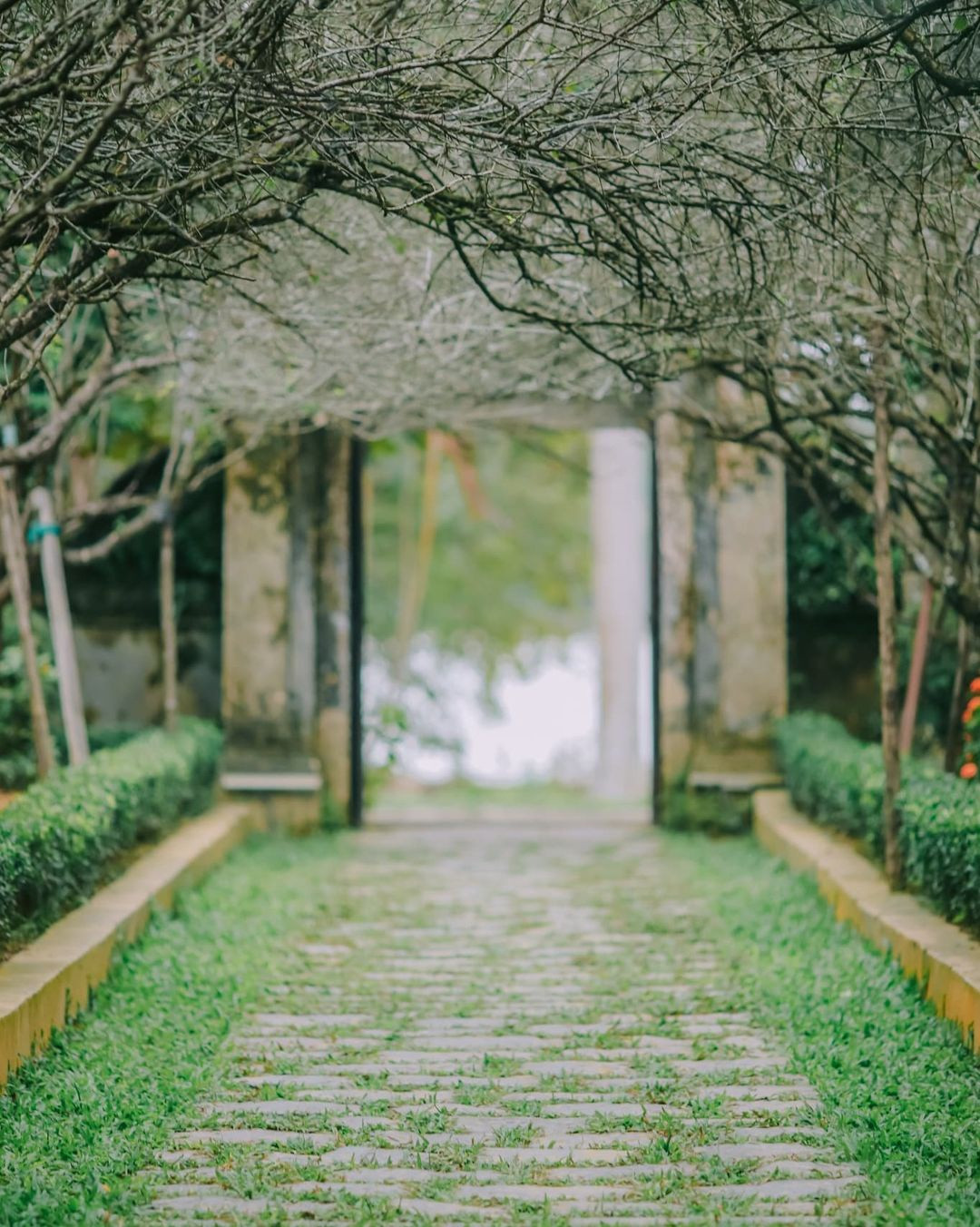 Canh dep xu Hue, Da Lat trong phim ve Trinh Cong Son-Hinh-9