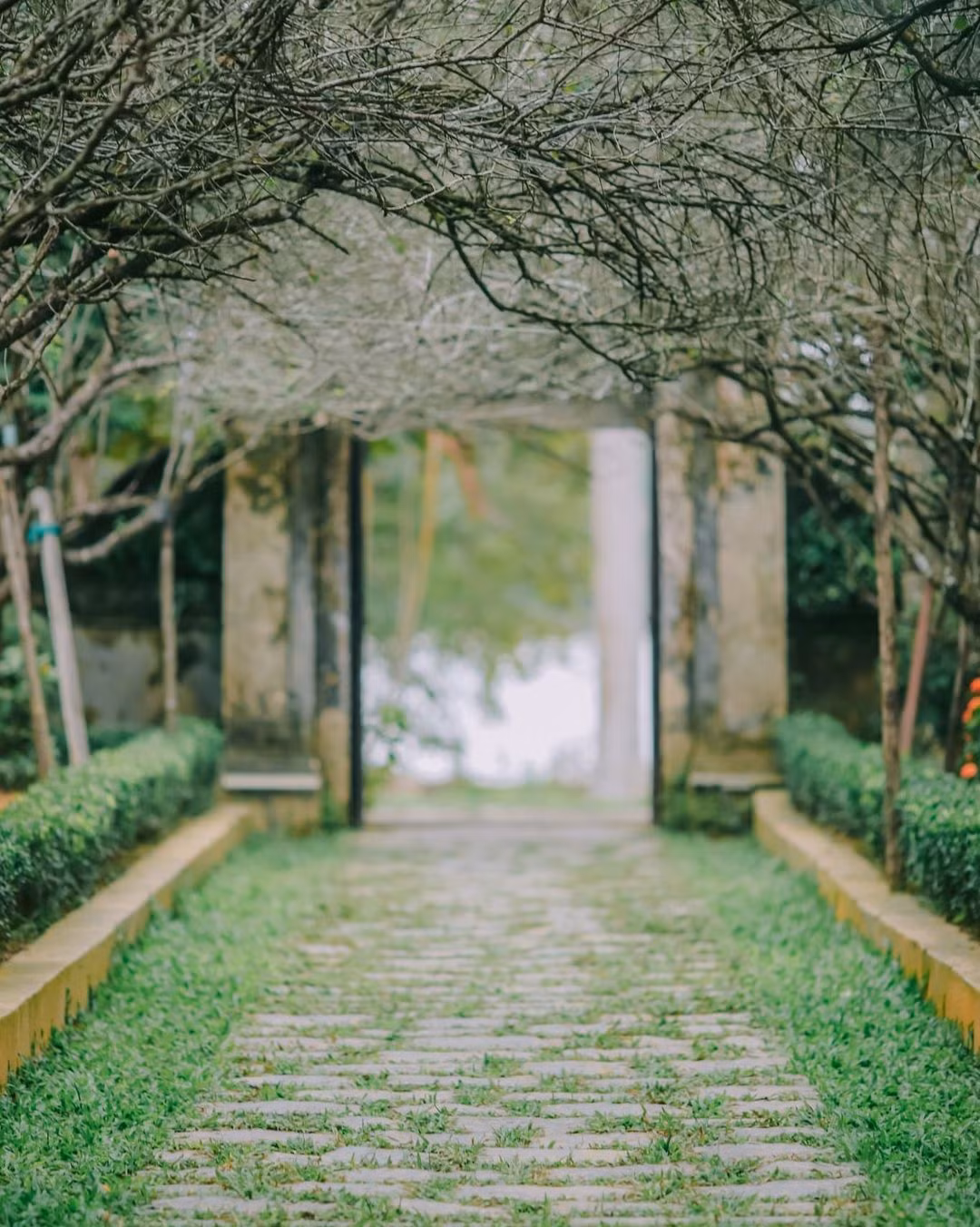 Canh dep xu Hue, Da Lat trong phim ve Trinh Cong Son-Hinh-9