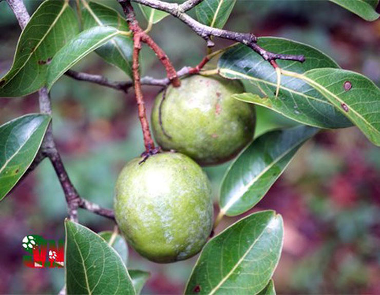 Cây Kơ nia là một trong những cây rừng nổi tiếng của vùng đất Tây Nguyên. Loài cây này mang ý nghĩa tâm linh đặc biệt đối với đồng bào dân tộc thiểu số nơi đây.