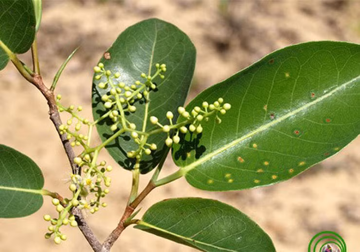 Cây này cao từ 15 - 30m, tán cây hình trứng. Quả chín rụng xuống gốc, sau một thời gian lớp vỏ thịt mỏng sẽ dần bị phân hủy chỉ để lại phần hạt được bao bọc bởi lớp xơ và vỏ gỗ.