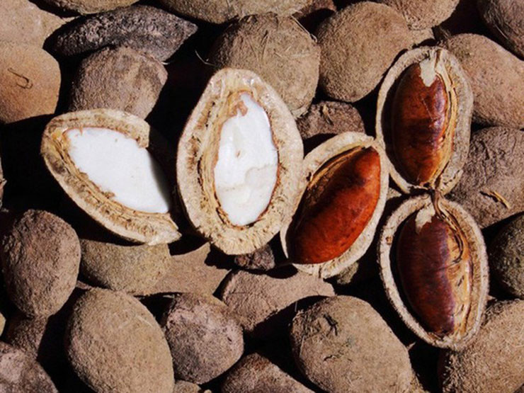 Hạt Kơ nia được đánh giá là béo béo, bùi và thơm. Khoảng vài năm trở lại đây, thứ hạt rừng này bỗng trở thành đặc sản được nhiều người ưa chuộng